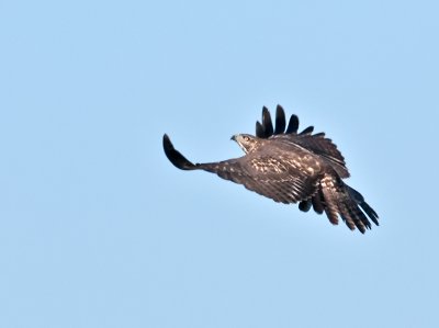 Hawk, landing _B017004-2.jpg