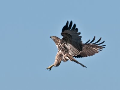 Hawk, landing _B017005-2.jpg