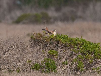 male Kestrel _C207164.jpg