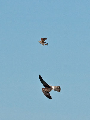 Kestrel buzzes a Harrier _C247580.jpg