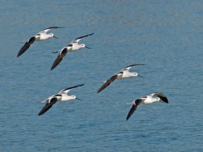 Avocets _B153465.jpg