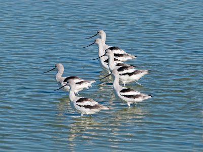 Avocets _B153487.jpg