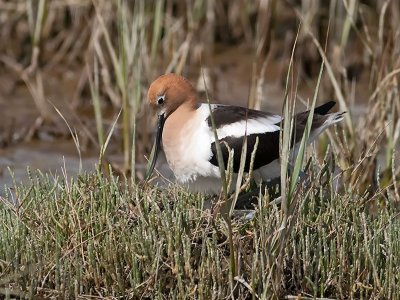 Avocet _5057228.jpg