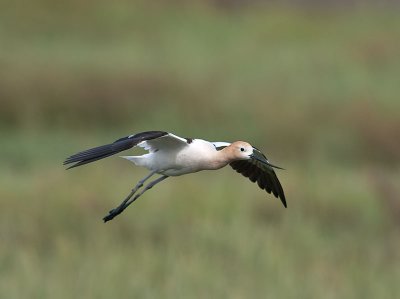 Avocet _5057251.jpg
