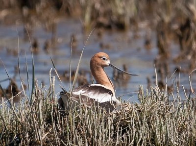Avocet _5077493.jpg