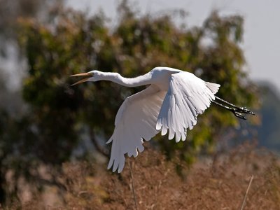 Great Egret  _7260134.jpg