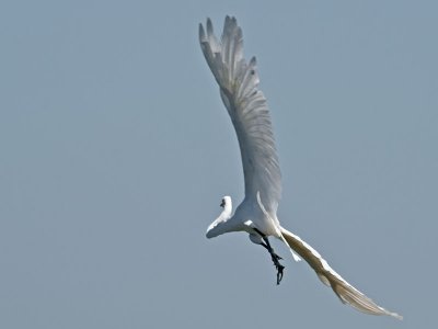 Great Egret _7200692.jpg