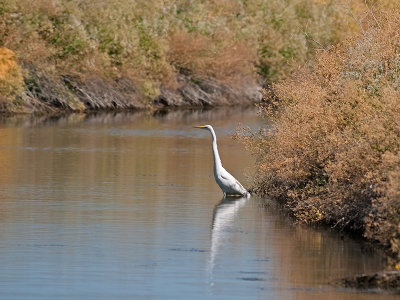 Great Egret _7260321.jpg