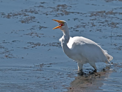 Great Egret _9011160.jpg