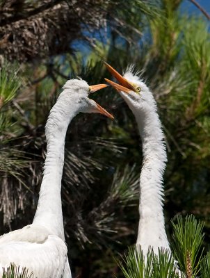 Great Egrets _7079749.jpg