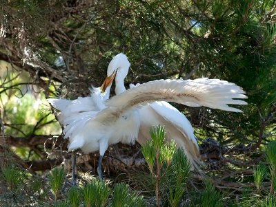 Great Egrets _7079974.jpg