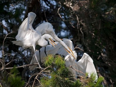 Great Egrets _7100074.jpg
