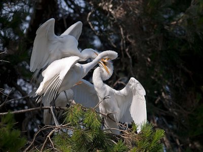 Great Egrets _7100078.jpg