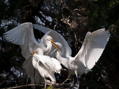 Great Egrets _7100095.jpg