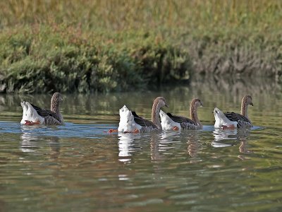 Geese _9143348.jpg