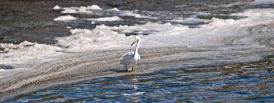 Snowy Egret _8311023.jpg