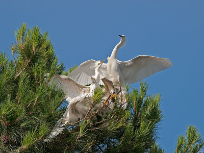 Snowy Egrets _7100039.jpg