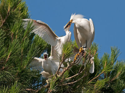 Snowy Egrets _7100052.jpg