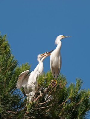 Snowy Egrets _7100064.jpg