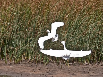Snowy Egrets _9011250.jpg
