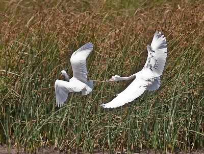Snowy Egrets _9011251.jpg