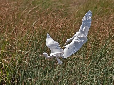 Snowy Egrets _9011252.jpg