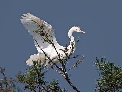 juvenile Great Egret _7079791-3.jpg
