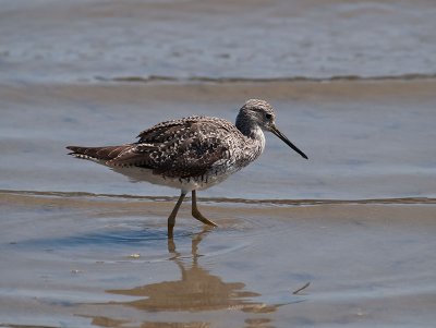 juvenile Yellowlegs _3309251.jpg