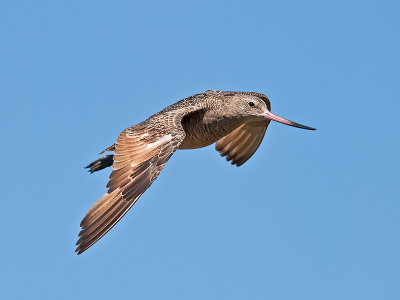 Marbled Godwit _8250542.jpg