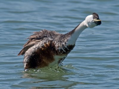 Western Grebe _5118061.jpg