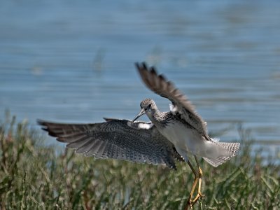 Yellow Legs _8212332.jpg