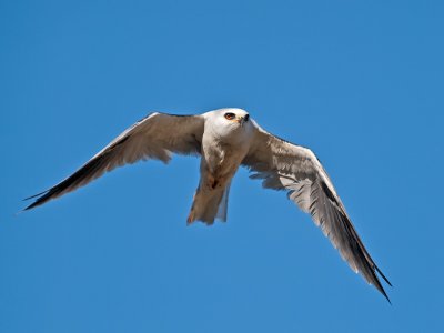 White-tailed Kite _9041883.jpg