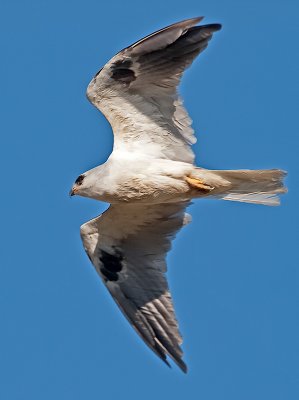 White-tailed Kite _9052098.jpg
