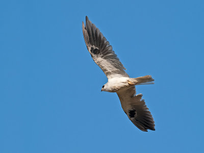 White-tailed Kite _9052101.jpg