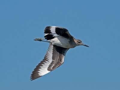 Willet _8222576.jpg