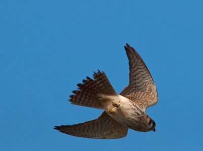 Kestrel _1047871.jpg