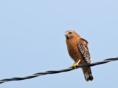 Red-shouldered Hawk _1178090.jpg