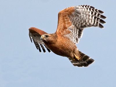 Hawks 2010
