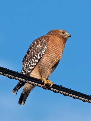 Red-shouldered Hawk_1288250.jpg