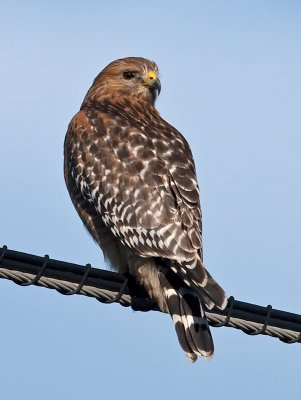 Red-shouldered Hawk_1288255.jpg