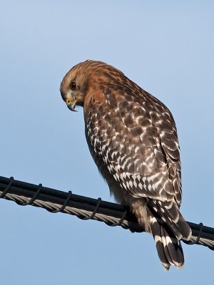 Red-shouldered Hawk_1288264.jpg