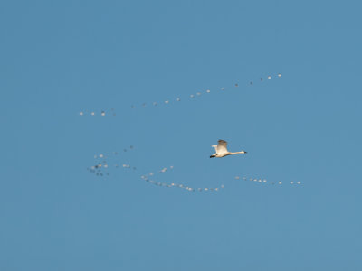 Tundra Swan _1308442.jpg