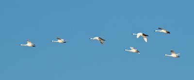 Tundra Swans _1308417.jpg