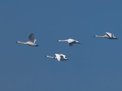 Swans & Geese 2010
