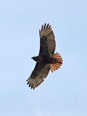 Dark morph Red-tailed Hawk _2149366-2.jpg
