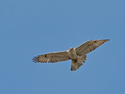 juvenile Light Morph Ferruginous Hawk _2159421.jpg