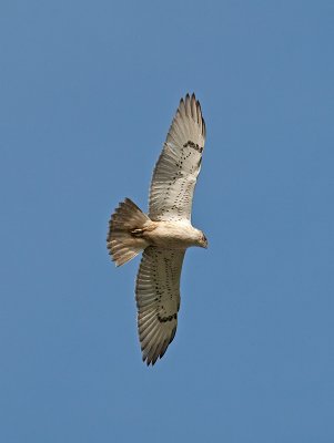 juvenile Light Morph Ferruginous Hawk _2159425.jpg