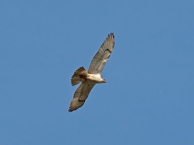 juvenile Light Morph Ferruginous Hawk _2159426.jpg