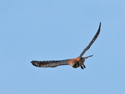 male American Kestrel _2149347-2.jpg