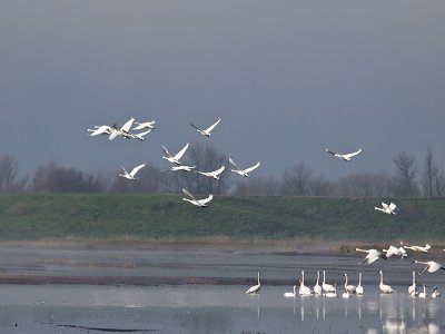 Tundra Swans _1318717.jpg